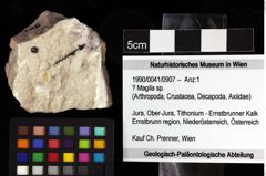 Foto (Objket + Etiketten) von ? Magila sp. 